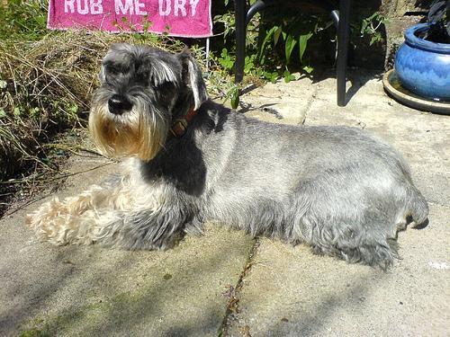 https://images.dog.ceo/breeds/schnauzer/n02097209_2365.jpg