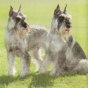 https://images.dog.ceo/breeds/schnauzer/n02097209_2468.jpg