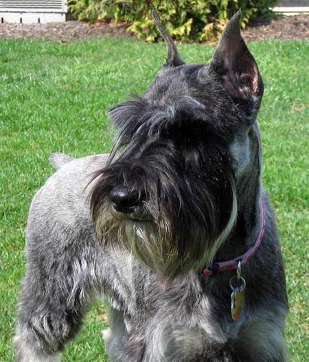 https://images.dog.ceo/breeds/schnauzer/n02097209_2477.jpg