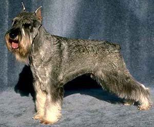 https://images.dog.ceo/breeds/schnauzer/n02097209_2555.jpg