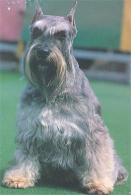 https://images.dog.ceo/breeds/schnauzer/n02097209_2684.jpg