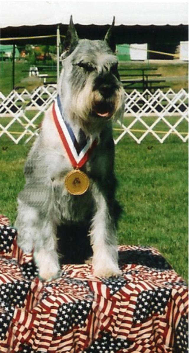 https://images.dog.ceo/breeds/schnauzer/n02097209_2714.jpg