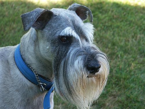 https://images.dog.ceo/breeds/schnauzer/n02097209_2722.jpg