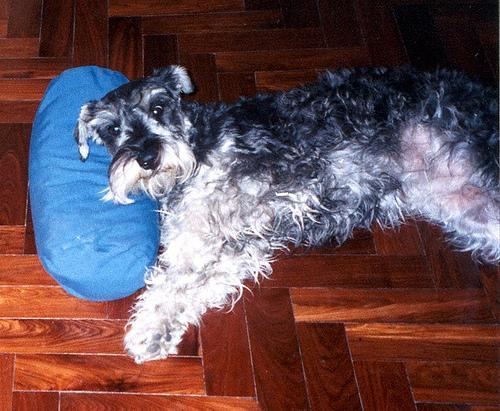 https://images.dog.ceo/breeds/schnauzer/n02097209_2793.jpg