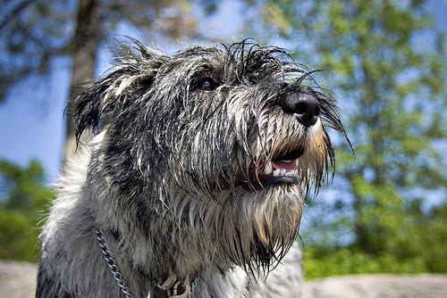 https://images.dog.ceo/breeds/schnauzer/n02097209_2813.jpg