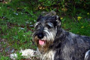 https://images.dog.ceo/breeds/schnauzer/n02097209_283.jpg