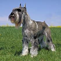 https://images.dog.ceo/breeds/schnauzer/n02097209_2867.jpg