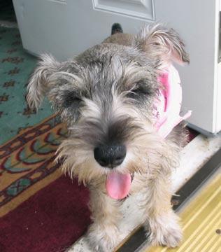 https://images.dog.ceo/breeds/schnauzer/n02097209_2924.jpg