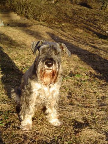 https://images.dog.ceo/breeds/schnauzer/n02097209_2956.jpg