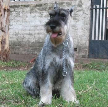 https://images.dog.ceo/breeds/schnauzer/n02097209_2992.jpg