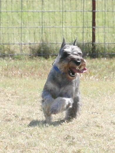 https://images.dog.ceo/breeds/schnauzer/n02097209_2998.jpg