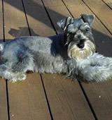 https://images.dog.ceo/breeds/schnauzer/n02097209_3202.jpg