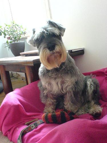 https://images.dog.ceo/breeds/schnauzer/n02097209_3275.jpg