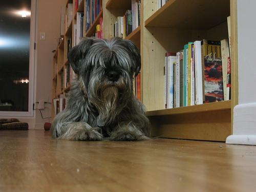 https://images.dog.ceo/breeds/schnauzer/n02097209_3401.jpg