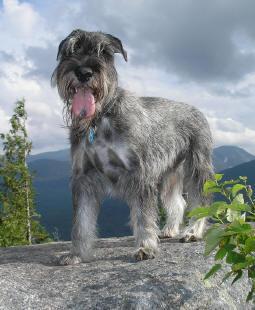 https://images.dog.ceo/breeds/schnauzer/n02097209_3430.jpg