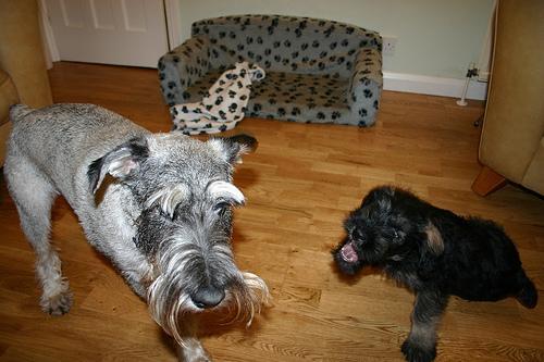 https://images.dog.ceo/breeds/schnauzer/n02097209_3447.jpg