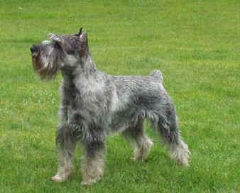 https://images.dog.ceo/breeds/schnauzer/n02097209_3543.jpg