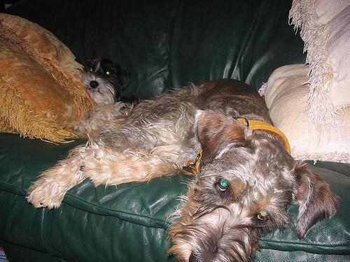 https://images.dog.ceo/breeds/schnauzer/n02097209_3665.jpg