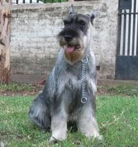 https://images.dog.ceo/breeds/schnauzer/n02097209_3831.jpg