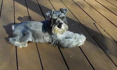 https://images.dog.ceo/breeds/schnauzer/n02097209_3874.jpg