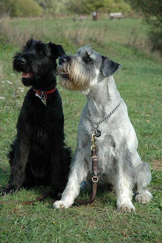 https://images.dog.ceo/breeds/schnauzer/n02097209_388.jpg