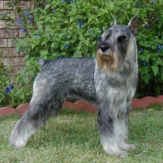 https://images.dog.ceo/breeds/schnauzer/n02097209_3880.jpg