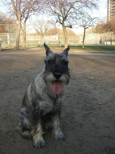 https://images.dog.ceo/breeds/schnauzer/n02097209_3911.jpg