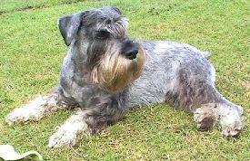 https://images.dog.ceo/breeds/schnauzer/n02097209_3928.jpg