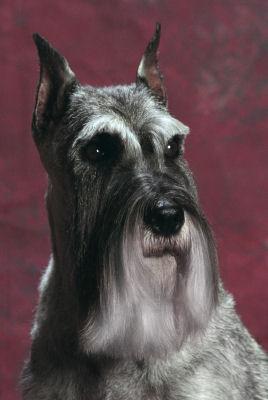 https://images.dog.ceo/breeds/schnauzer/n02097209_3936.jpg