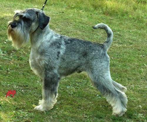 https://images.dog.ceo/breeds/schnauzer/n02097209_3997.jpg