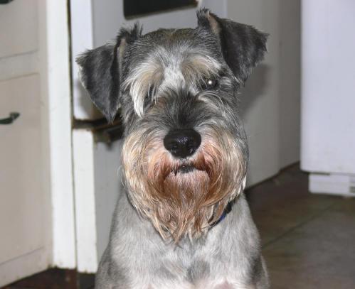 https://images.dog.ceo/breeds/schnauzer/n02097209_4024.jpg