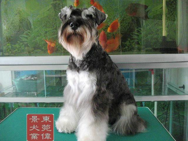 https://images.dog.ceo/breeds/schnauzer/n02097209_4178.jpg