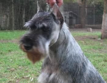 https://images.dog.ceo/breeds/schnauzer/n02097209_4183.jpg