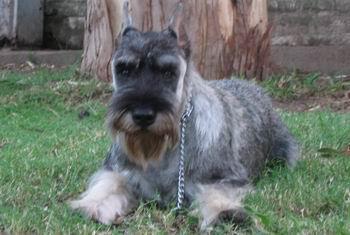 https://images.dog.ceo/breeds/schnauzer/n02097209_4206.jpg