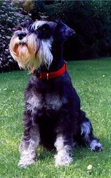 https://images.dog.ceo/breeds/schnauzer/n02097209_445.jpg