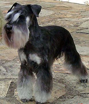 https://images.dog.ceo/breeds/schnauzer/n02097209_46.jpg