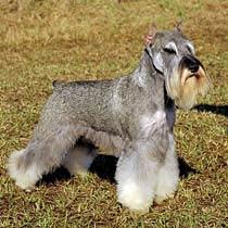 https://images.dog.ceo/breeds/schnauzer/n02097209_479.jpg