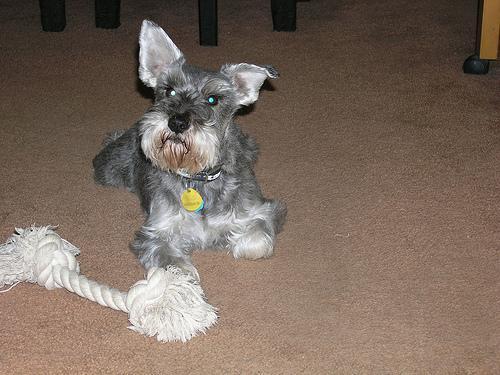 https://images.dog.ceo/breeds/schnauzer/n02097209_49.jpg