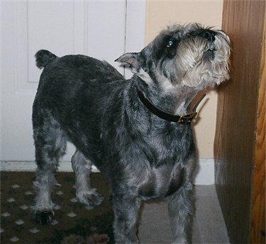 https://images.dog.ceo/breeds/schnauzer/n02097209_541.jpg