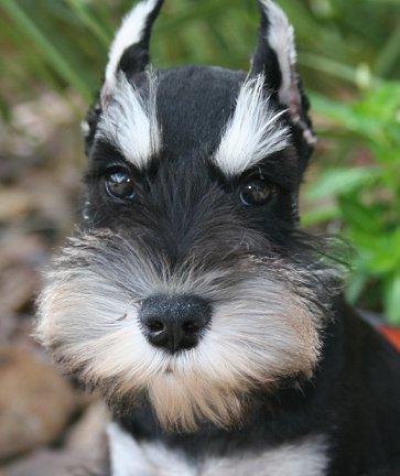 https://images.dog.ceo/breeds/schnauzer/n02097209_583.jpg