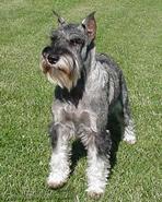 https://images.dog.ceo/breeds/schnauzer/n02097209_585.jpg