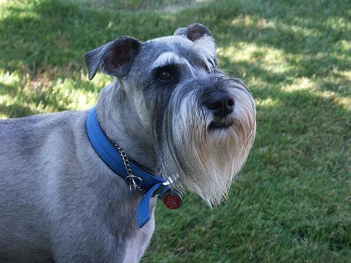 https://images.dog.ceo/breeds/schnauzer/n02097209_675.jpg