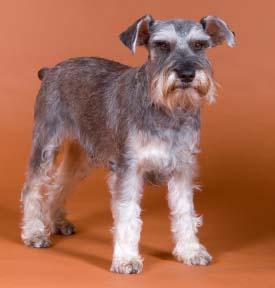 https://images.dog.ceo/breeds/schnauzer/n02097209_743.jpg