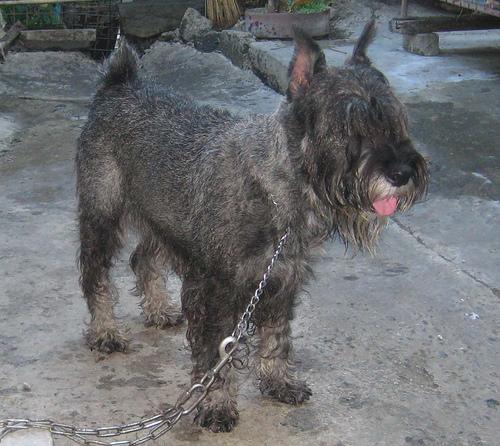 https://images.dog.ceo/breeds/schnauzer/n02097209_863.jpg