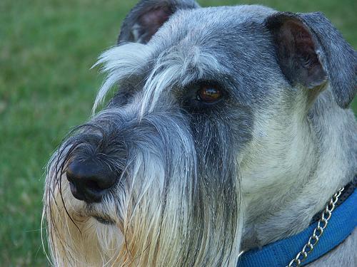 https://images.dog.ceo/breeds/schnauzer/n02097209_908.jpg