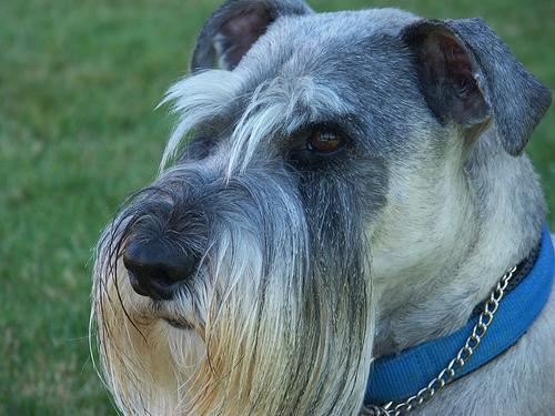 https://images.dog.ceo/breeds/schnauzer/n02097209_96.jpg