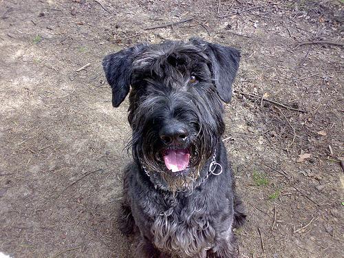 https://images.dog.ceo/breeds/schnauzer-giant/n02097130_1197.jpg