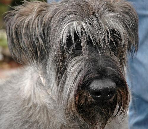 https://images.dog.ceo/breeds/schnauzer-giant/n02097130_1213.jpg