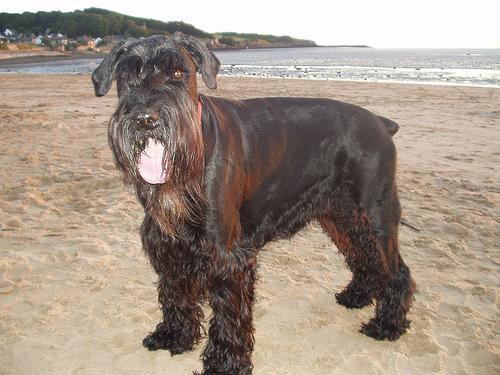 https://images.dog.ceo/breeds/schnauzer-giant/n02097130_1235.jpg