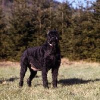 https://images.dog.ceo/breeds/schnauzer-giant/n02097130_1254.jpg